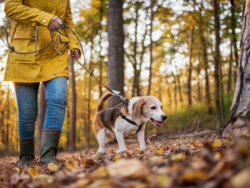 Promenade en forêt avec un chien